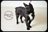 Willow Puppy