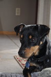 Bert