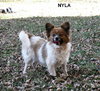 Nyla