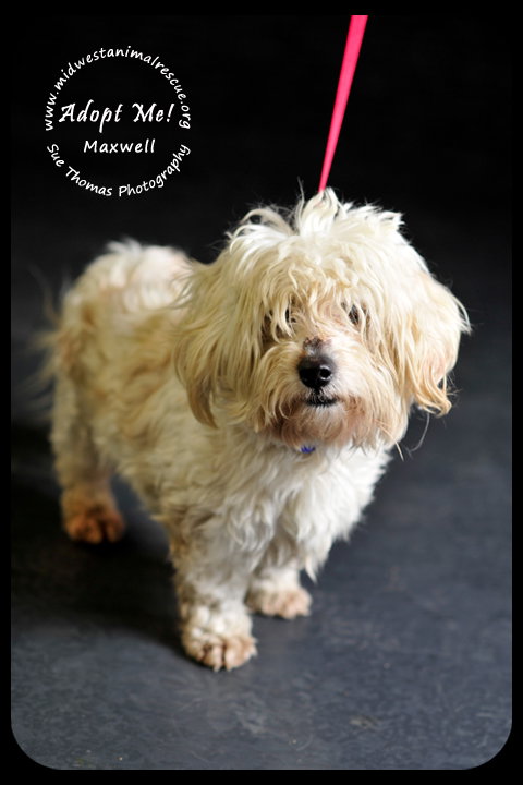 Maxwell