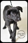 Jupiter Puppy