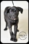 Jupiter Puppy