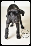 Jupiter Puppy