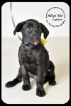 Jupiter Puppy