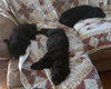 Pluto Puppy