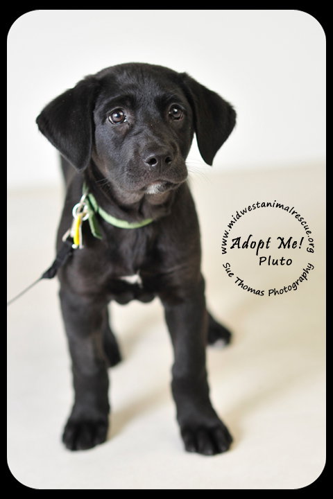 Pluto Puppy