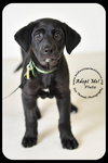 Pluto Puppy