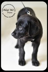 Pluto Puppy