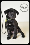 Pluto Puppy