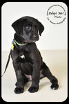 Pluto Puppy