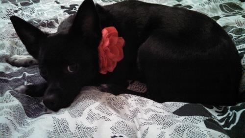 Minnie