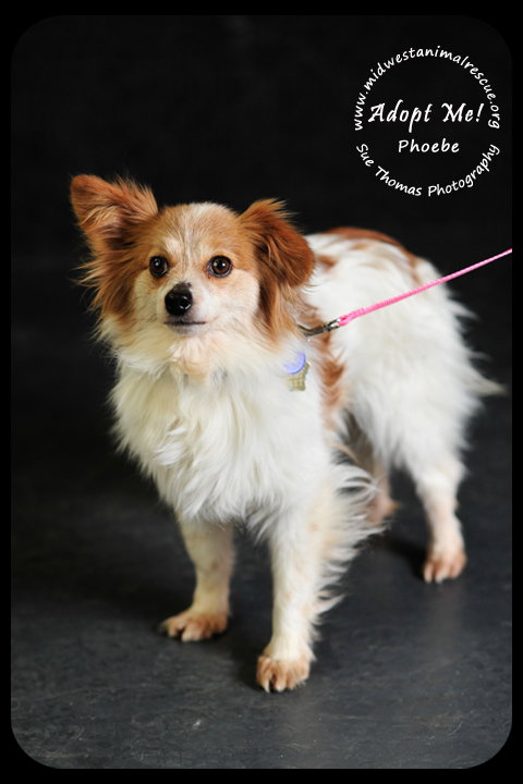 Phoebe