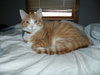 Aslan