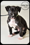 Louie
