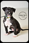 Louie