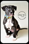 Louie