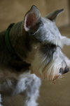 Gromit