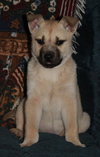 Selena *URGENT* foster needed