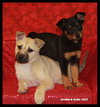 Selena *URGENT* foster needed