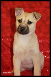 Selena *URGENT* foster needed
