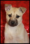 Selena *URGENT* foster needed
