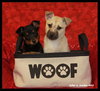 Selena *URGENT* foster needed