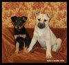 Selena *URGENT* foster needed