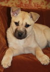Selena *URGENT* foster needed