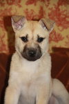 Selena *URGENT* foster needed