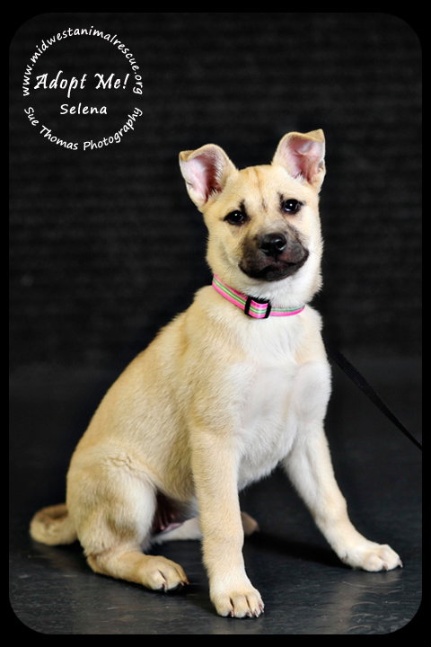 Selena *URGENT* foster needed