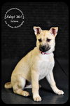 Selena *URGENT* foster needed