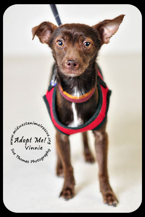 Vinnie