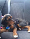Bridgett