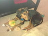 Bridgett