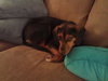 Bridgett