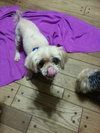 Timothy