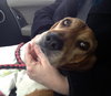 Huck