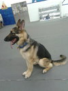 Chase