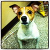 Sparky