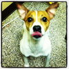 Sparky