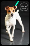 Sparky