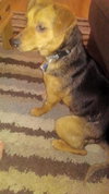 Midge