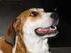 Brandy