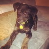 Luke puppy