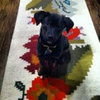 Luke puppy