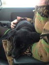 Luke puppy
