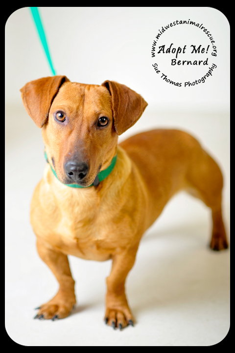Bernard
