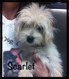 Sweet Scarlet
