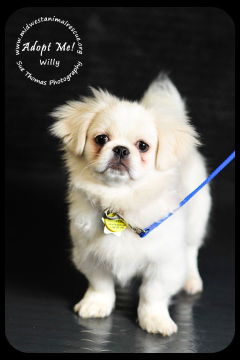 Willy puppy