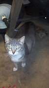Kitty Grace